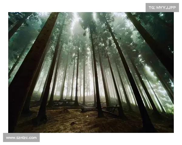 在神秘荧光森林中觉醒内心的力量与自我探索之旅 在神秘荧光森林中觉醒内心的力量与自我探索之旅