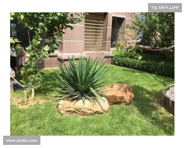 卷帘绿魔养护全攻略 专业技巧与秘籍助你打造绿意盎然家园 卷帘绿魔养护全攻略 专业技巧与秘籍助你打造绿意盎然家园